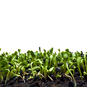 Blog on hold while “The Sprout” is under&nbsp;construction